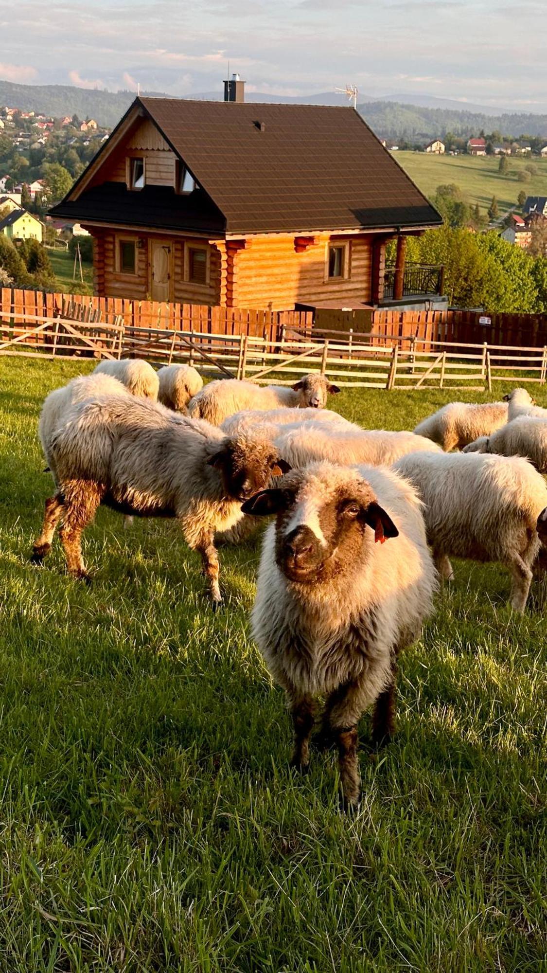 Zloty Gron Log Houses & Apartments Istebna Dış mekan fotoğraf